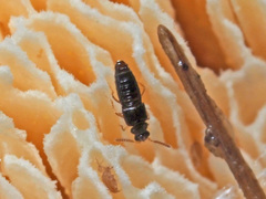 Gyrophaena polita