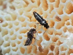 Gyrophaena polita