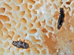 Gyrophaena polita