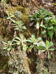 Arabis caucasica