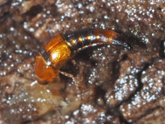 Tachyporus formosus