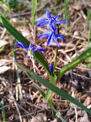Scilla siberica