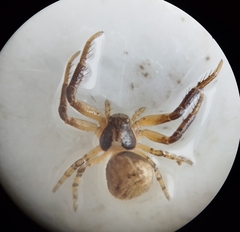 Misumenoides athleticus