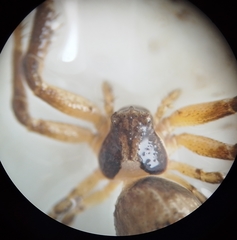 Misumenoides athleticus