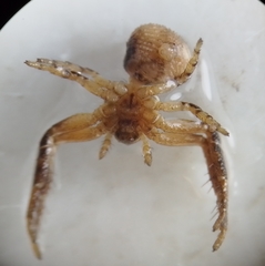 Misumenoides athleticus