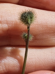 Arabis caucasica