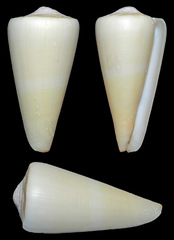 Conus coelinae