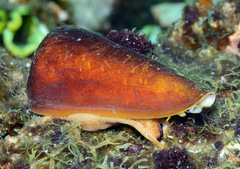 Conus coelinae
