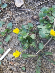 Ficaria verna