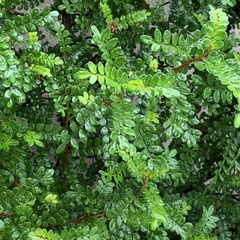 Zanthoxylum beecheyanum