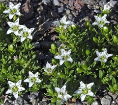 Arenaria serpens