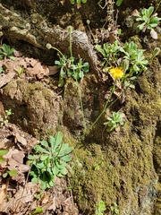 Cichorieae