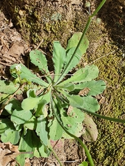 Cichorieae