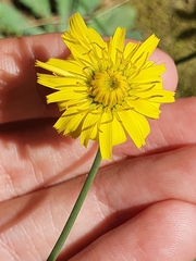 Cichorieae
