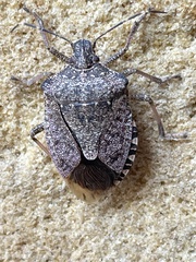 Halyomorpha halys