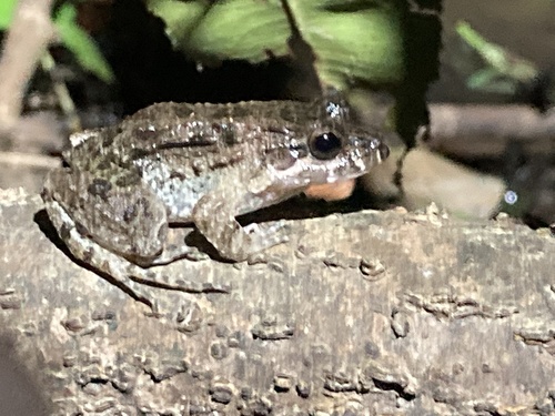 Peter's Jungle Frog, Leptodactylus petersii