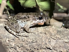 Leptodactylus petersii