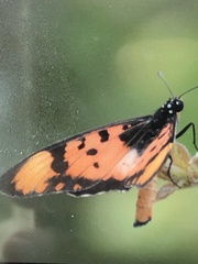 Acraea acara