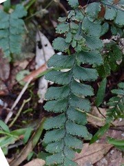 Adiantum diaphanum