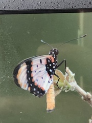 Acraea acara
