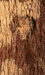 Dendropsophus acreanus