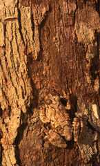 Dendropsophus acreanus