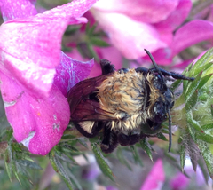 Habropoda tristissima