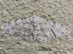 Ascotis reciprocaria