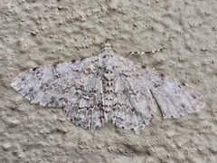 Ascotis reciprocaria