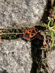 Pyrrhocoris apterus