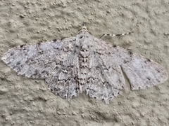 Ascotis reciprocaria