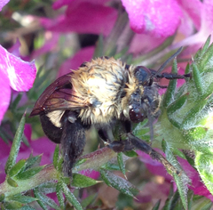 Habropoda tristissima