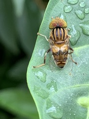 Eristalinus megacephalus