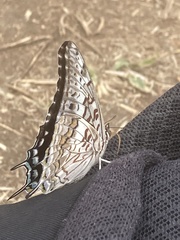 Charaxes achaemenes