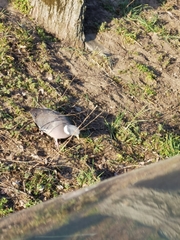 Columba palumbus