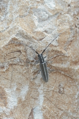 Agapanthia cardui