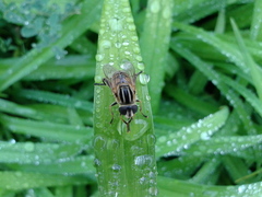 Mesembrius peregrinus