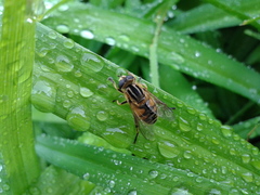 Mesembrius peregrinus