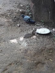 Funambulus pennantii