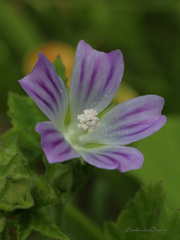 Malva