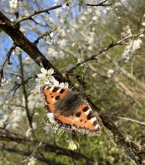 Aglais urticae