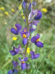 Lupinus mutabilis