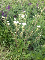 Drymocallis rupestris