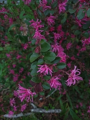 Loropetalum