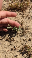 Eriogonum gracillimum