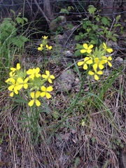 Erysimum rhaeticum