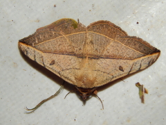 Hypopyra capensis