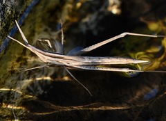 Acrida cinerea