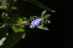 Hydrolea spinosa
