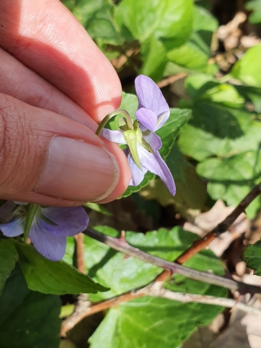 Viola reichenbachiana image